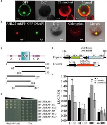 Characterization of Transcription Factor Gene OsDRAP1 Conferring Drought Tolerance in Rice